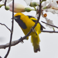 Yellow-tailed Oriole